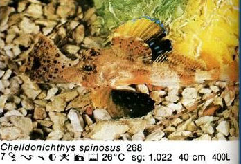Chelidonichthys spinosus